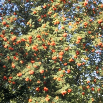 Sorbus americana