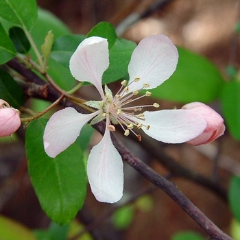 Malus angustifolia