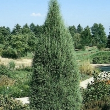 Juniperus scopulorum 'Cologreen' 