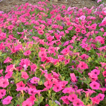 Petunia 'BHTUN65301' PP28457, Can 5785