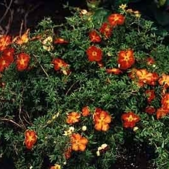 Potentilla fruticosa 'Orange Whisper' 