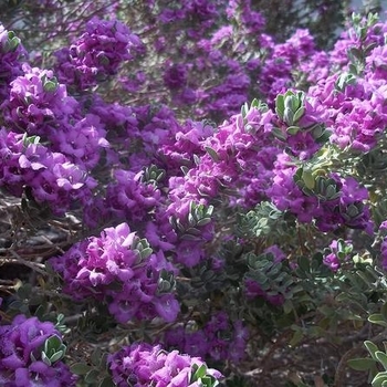 Leucophyllum candidum 'Thunder Cloud™' 