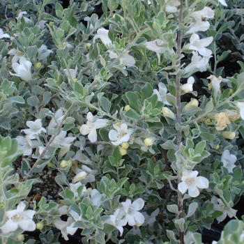 Leucophyllum frutescens 'White Cloud' 