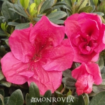 Rhododendron Satsuki hybrid 'Nuccio's Wild Cherry' 