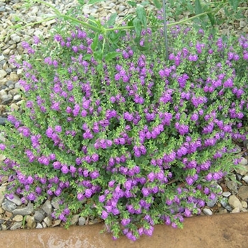 Scutellaria 'Violet Cloud' 