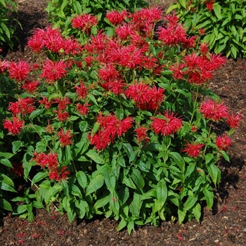Monarda didyma 'Fire Marshall' 