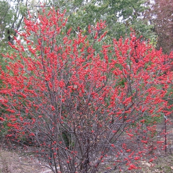 Ilex verticillata 'Maryland Beauty' 