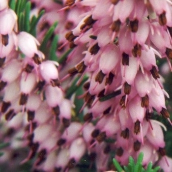 Erica darleyensis 'Darley Dale' 