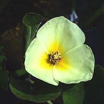 Hydrocleys nymphoides 'Venezuelan' 