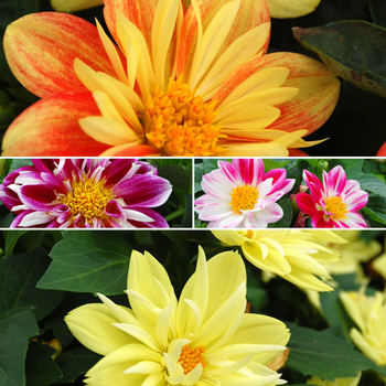 Dahlia 'Goldalia™ Series' 