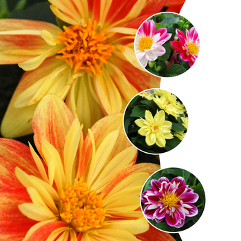 Dahlia 'Goldalia™ Series'