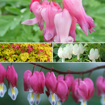 Dicentra 'Multiple Varieties' 