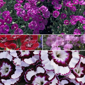 Dianthus 'Multiple Varieties' 