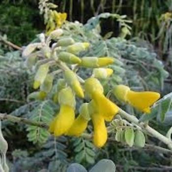 Sophora tomentosa