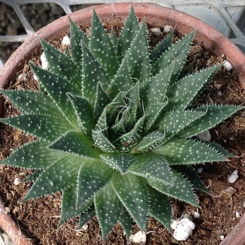 Aloe aristata