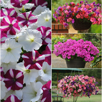 Petunia 'Series' 