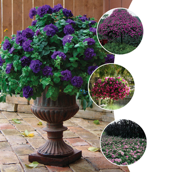 Petunia Double Wave® Series