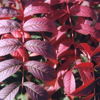 Viburnum x burkwoodii 