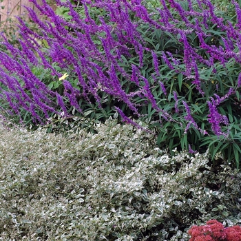 Salvia leucantha 'Midnight' 