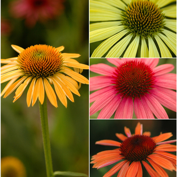 Echinacea purpurea 'Series' 18783