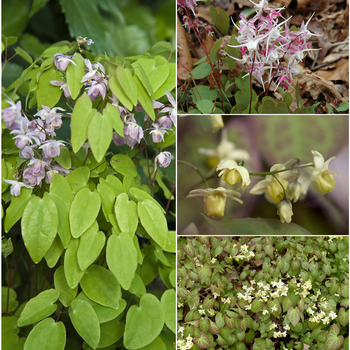 Epimedium 'Multiple Varieties' 