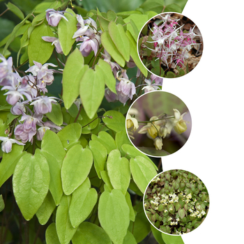 Epimedium 'Multiple Varieties' (052459)