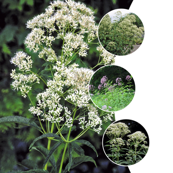 Eupatorium 'Multiple Varieties'