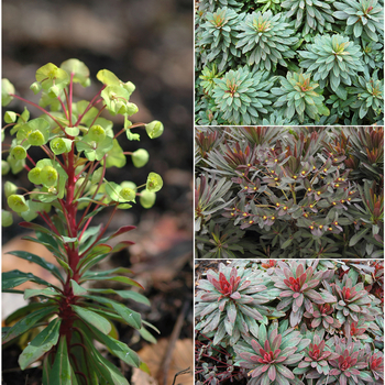 Euphorbia 'Multiple Varieties'