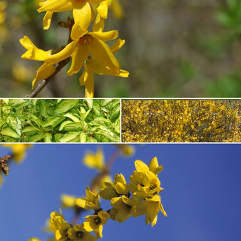 Forsythia 