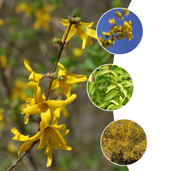 Forsythia 