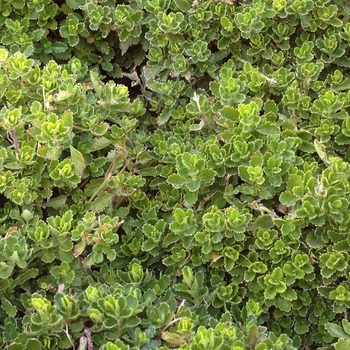 Teucrium chamaedrys 'Prostratum' 