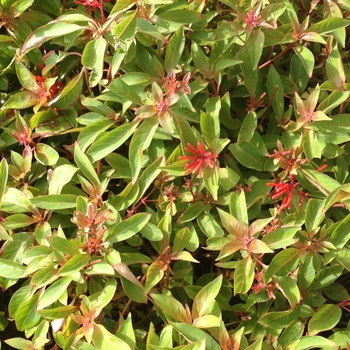 Hamelia patens 'Sierra Red™' 