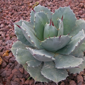 Agave potatorum