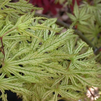 Acer palmatum 'Tiger Rose' 