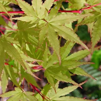 Acer palmatum 'Japanese Sunrise' 