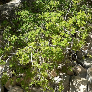 Celtis reticulata