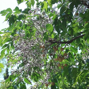 Fraxinus velutina 'Rio Grande' 