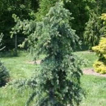 Cedrus libani 'Blue Angel' 