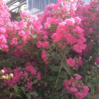 Lagerstroemia indica 'Watermelon Red' 