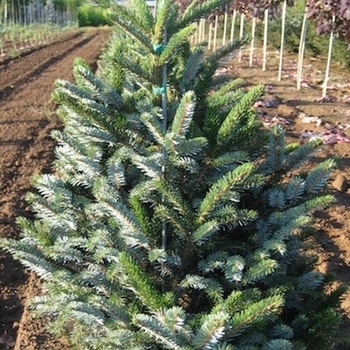 Picea alcoquiana 'Howell's Tigertail' 