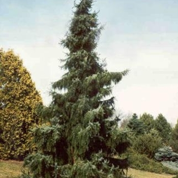 Picea omorika 'Berliner's Weeper' 
