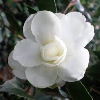 Camellia sasanqua 'Chisato-No-Aki' 