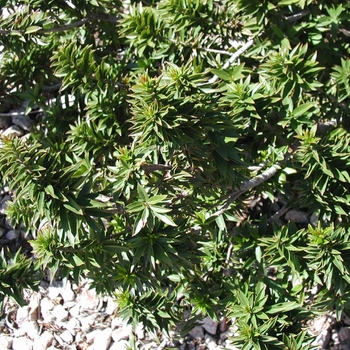 Myrtus communis 'Boetica' 