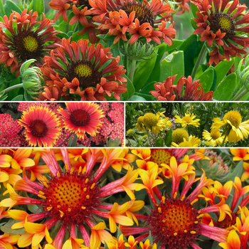 Gaillardia 'Multiple Varieties' 