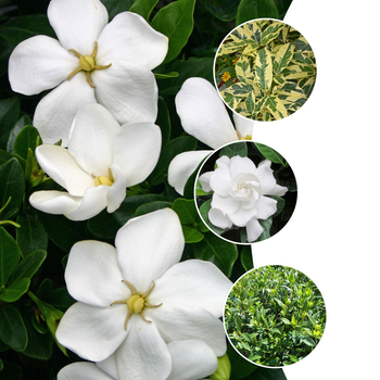 Gardenia jasminoides 'Multiple Varieties'