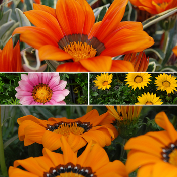 Gazania 'Multiple Varieties' 