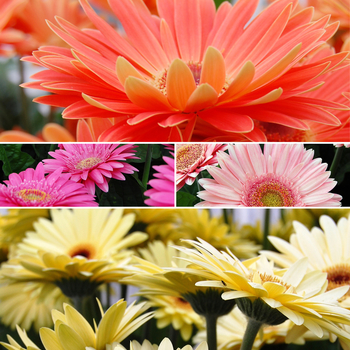 Gerbera jamesonii 'Royal™ Series' 