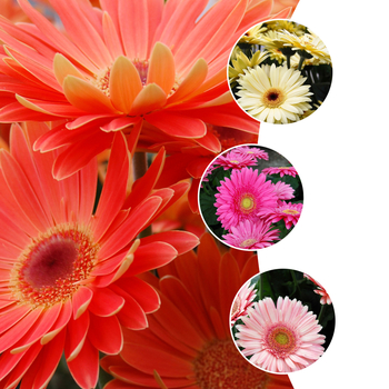 Gerbera jamesonii 'Royal™ Series' (052779)