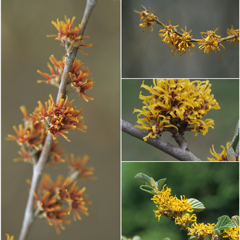 Hamamelis 'Multiple Varieties' 