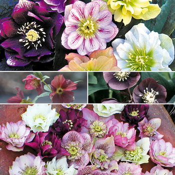 Helleborus 'Multiple Varieties'